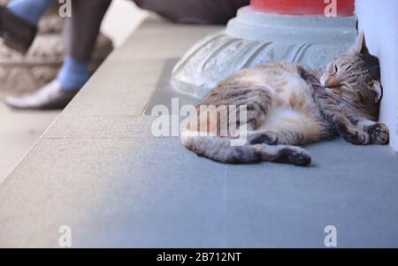 Streunende Mischbrüte schwarz gestreifte Straßenkatze, die vor der Betonwand aus weißem Stein schläft, unaufmerksam gegenüber dem notleidenden Geschäftsmann im Hintergrund. St Stockfoto