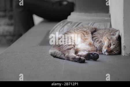 Streunende Mischbrüte schwarz gestreifte Straßenkatze, die vor der Betonwand aus weißem Stein schläft, unaufmerksam gegenüber dem notleidenden Geschäftsmann im Hintergrund. St Stockfoto