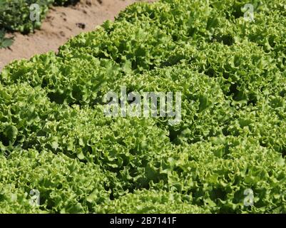 Grüne Zichorie auf dem Feld bereit zur Ernte Stockfoto