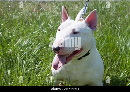 Miniatur-Bullenterrier sitzt in einem grünen Gras. Englischer Bullenterrier oder der weiße Kavalier. Haustiere. Stockfoto