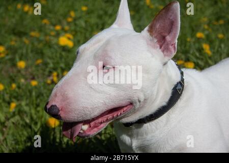 Miniatur-Bullenterrier-Nahaufnahme. Englischer Bullenterrier oder der weiße Kavalier. Haustiere. Stockfoto