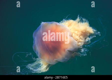 Wunderschönes, lebendiges Bild eines schwimmenden Quallen im atlantik, norwegisches Meer, auch bekannt als Löwenmane Quallen, arktischer Quallen, ein riesiges medus Stockfoto