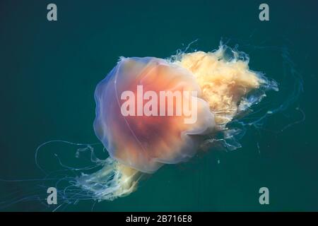 Wunderschönes, lebendiges Bild eines schwimmenden Quallen im atlantik, norwegisches Meer, auch bekannt als Löwenmane Quallen, arktischer Quallen, ein riesiges medus Stockfoto