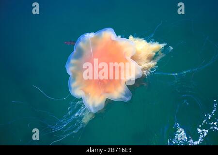 Wunderschönes, lebendiges Bild eines schwimmenden Quallen im atlantik, norwegisches Meer, auch bekannt als Löwenmane Quallen, arktischer Quallen, ein riesiges medus Stockfoto