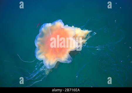 Wunderschönes, lebendiges Bild eines schwimmenden Quallen im atlantik, norwegisches Meer, auch bekannt als Löwenmane Quallen, arktischer Quallen, ein riesiges medus Stockfoto