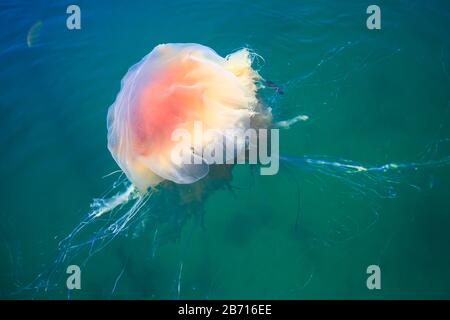 Wunderschönes, lebendiges Bild eines schwimmenden Quallen im atlantik, norwegisches Meer, auch bekannt als Löwenmane Quallen, arktischer Quallen, ein riesiges medus Stockfoto