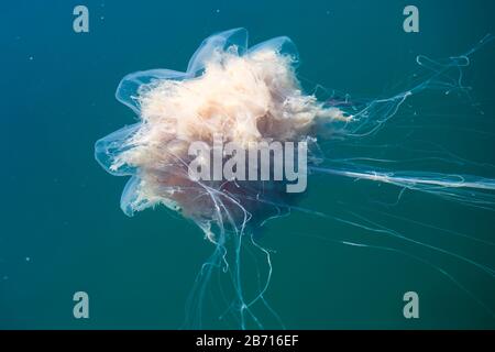 Wunderschönes, lebendiges Bild eines schwimmenden Quallen im atlantik, norwegisches Meer, auch bekannt als Löwenmane Quallen, arktischer Quallen, ein riesiges medus Stockfoto