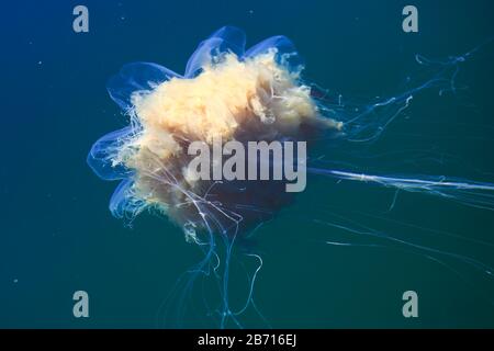 Wunderschönes, lebendiges Bild eines schwimmenden Quallen im atlantik, norwegisches Meer, auch bekannt als Löwenmane Quallen, arktischer Quallen, ein riesiges medus Stockfoto