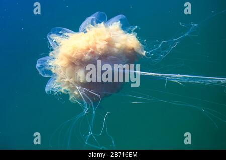 Wunderschönes, lebendiges Bild eines schwimmenden Quallen im atlantik, norwegisches Meer, auch bekannt als Löwenmane Quallen, arktischer Quallen, ein riesiges medus Stockfoto