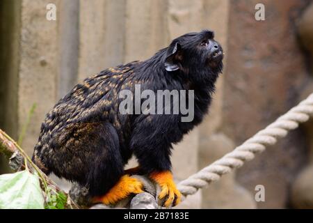 Porträt einer rot überlieferten tamarin (Saguinus midas), die auf einem Seil in einem Zoo sitzt Stockfoto