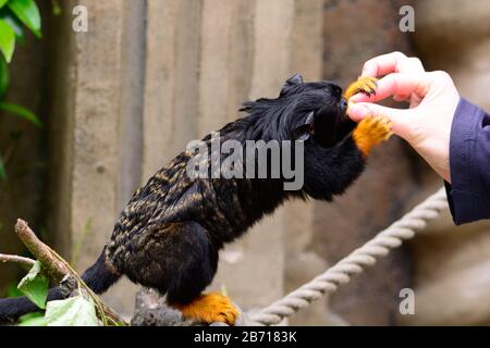 Nahaufnahme einer roten tamarin (Saguinus midas), die in einem Zoo von Hand gefüttert wird Stockfoto