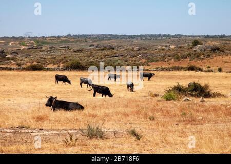 Dehesa Landschaft in Salamanca mit kämpfenden Bullen. Castilla y Leon, Spanien Stockfoto