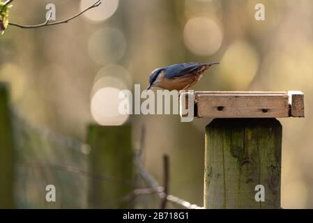 Eurasische Nuthatch füttert im Winter in Großbritannien vor einem Waldhintergrund. Stockfoto