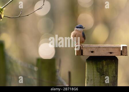 Eurasische Nuthatch füttert im Winter in Großbritannien vor einem Waldhintergrund. Stockfoto