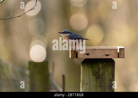 Eurasische Nuthatch füttert im Winter in Großbritannien vor einem Waldhintergrund. Stockfoto