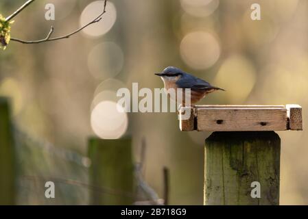 Eurasische Nuthatch füttert im Winter in Großbritannien vor einem Waldhintergrund. Stockfoto