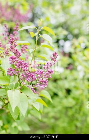 Zweige mit blühenden Fliederbüschen im Garten selektiver Fokus.Busch mit blühenden Trauben von rosa, lila Flieder. Eine schöne Sping Blumen Stockfoto