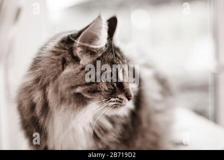 Profil einer norwegischen Waldkatze Stockfoto