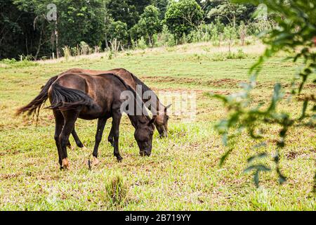 Pferde weiden auf einer Wiese. Cunha Pora, Santa Catarina, Brasilien. Stockfoto