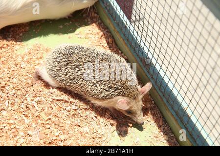 Der europäische Igel geriet in eine Falle, die für einen Nagetier wie eine Ratte bestimmt war. Geschärfter Igel in einem Käfig festgeklemmt. Stockfoto