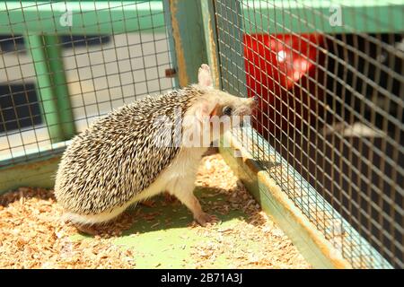 Der europäische Igel geriet in eine Falle, die für einen Nagetier wie eine Ratte bestimmt war. Geschärfter Igel in einem Käfig festgeklemmt. Stockfoto