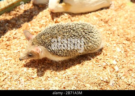 Der europäische Igel geriet in eine Falle, die für einen Nagetier wie eine Ratte bestimmt war. Geschärfter Igel in einem Käfig festgeklemmt. Stockfoto