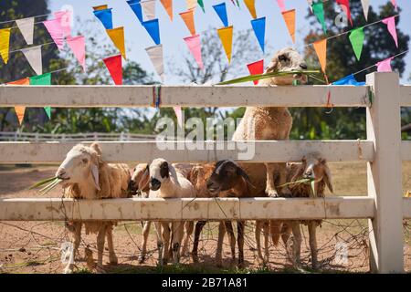 Schafe, die das Gras kauen. Natur, Essen. Stockfoto