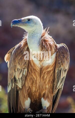 Juvenile Griffon Geier .Gyps fulvus Stockfoto