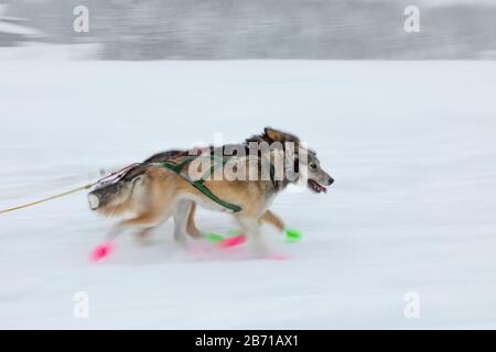 Bewegungsunschärfe von Bleischlittenhunden beim 48. Iditarod Trail Sledge Dog Race in Southcentral Alaska. Stockfoto