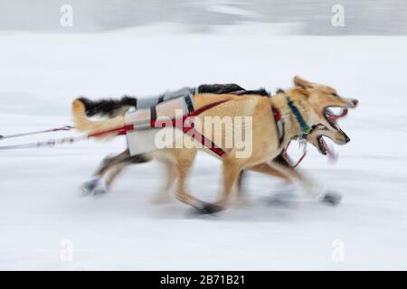 Bewegungsunschärfe von Bleischlittenhunden beim 48. Iditarod Trail Sledge Dog Race in Southcentral Alaska. Stockfoto