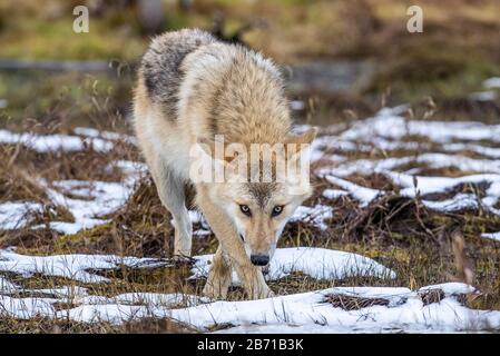 Eurasischer Wolf, auch als grauer oder grauer Wolf bekannt, auch als Holzwolf. Vorderansicht. Wissenschaftlicher Name: Canis lupus lupus. Natürlicher Lebensraum. Herbst Stockfoto