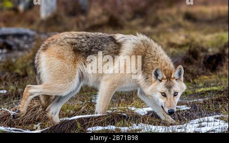 Ein Wolf schleicht sich durch den Herbstwald. Eurasischer Wolf, auch als grauer oder grauer Wolf bekannt, auch als Holzwolf. Wissenschaftlicher Name: Canis lupus l Stockfoto