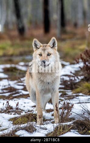 Eurasischer Wolf, auch als grauer oder grauer Wolf bekannt, auch als Holzwolf. Vorderansicht. Wissenschaftlicher Name: Canis lupus lupus. Natürlicher Lebensraum. Herbst Stockfoto