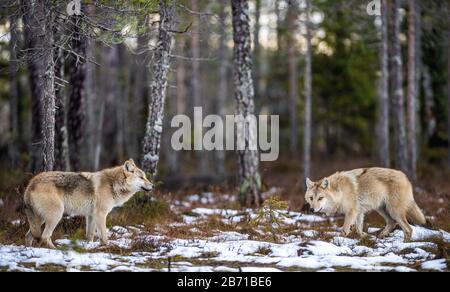 Wölfe im Wald. Eurasischer Wolf, auch als grauer oder grauer Wolf bekannt, auch als Holzwolf. Wissenschaftlicher Name: Canis lupus lupus. Natürliche Gewohnheit Stockfoto