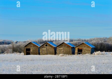 Vier Holzkornschuppen stehen in Reihe am Rande eines Bauernfeldes im ländlichen Alberta Kanada Stockfoto