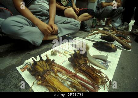 Tiger-Pfoten und Tiger-Füße und chinesische Madicine in der Altstadt in der Stadt Xian in der Provinz Shaanxi in china in ostasien. China, Xian, Ap Stockfoto