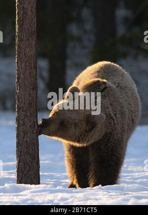 Der Bär leckt die Kiefer im Winterwald. Vorderansicht, Hintergrundbeleuchtung, Beleuchtung bei Sonnenuntergang. Wissenschaftlicher Name: Ursus Arctos. Natürliches Habitat. Stockfoto