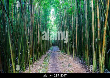 Vereinigte Staaten von Amerika, Hawaii, Maui-Insel, Haleakala-Nationalpark, Pipiwai-Pfad, Bambuswald Stockfoto