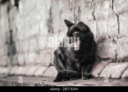 Aggressive wütende schwarze Katze auf der Straße sitzt in der Nähe eines alten Ziegelhauses und beobachtet Nahaufnahme Stockfoto