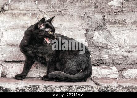 Aggressive wütende schwarze Katze auf der Straße sitzt in der Nähe eines alten Ziegelhauses und beobachtet Nahaufnahme Stockfoto