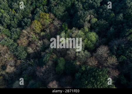 Luftbild der Landschaft und des kantabrischen Eichen-Waldes im Liendo-Tal, Liendo, Kantabrisches Meer, Kantabrien, Spanien, Europa Stockfoto