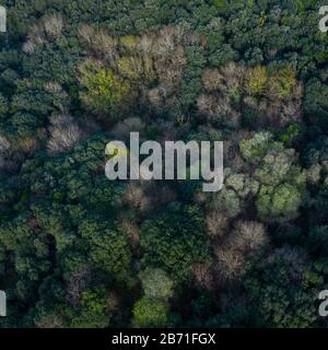 Luftbild der Landschaft und des kantabrischen Eichen-Waldes im Liendo-Tal, Liendo, Kantabrisches Meer, Kantabrien, Spanien, Europa Stockfoto