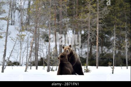 Der Kampf gegen Braunbären im Schnee. Zwei Erwachsene Braunbären kämpfen auf Schnee. Im Winterwald kämpfen Braunbären im Schnee. Wissenschaftlicher Name: Ursus Stockfoto