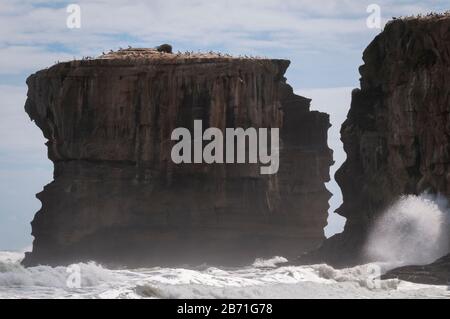 Felsige, zerklüftete Klippen und Brandung in Muriwai, auf der Nordinsel Neuseelands. Stockfoto