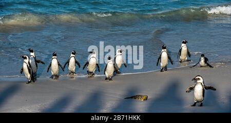 Afrikanische Pinguine spazieren aus dem Meer zum Sandstrand. Afrikanischer Pinguin auch als Jackasspinguin, Schwarzfußpinguin, bekannt. Wissenschaftlicher Name: S Stockfoto