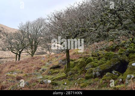Moss & Flechten blankettierten alten Wald aus Eiche - Wistman's Wood, Dartmoor Stockfoto
