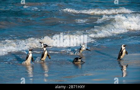 Afrikanische Pinguine spazieren aus dem Meer zum Sandstrand. Afrikanischer Pinguin auch als Jackasspinguin, Schwarzfußpinguin, bekannt. Wissenschaftlicher Name: S Stockfoto