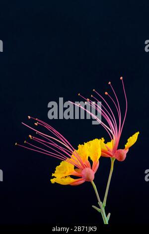 Vertikaler schwarzer Hintergrund mit Kopffarben an den oberen Akzenten Mexikanischer Roter Vogel der Paradiesblüten, eine beliebte südwestliche Dauerblume für Landschaftsgestaltung Stockfoto