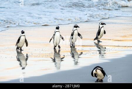 Afrikanische Pinguine spazieren aus dem Meer zum Sandstrand. Afrikanischer Pinguin auch als Jackasspinguin, Schwarzfußpinguin, bekannt. Wissenschaftlicher Name: S Stockfoto