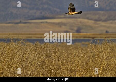 Jagdraptor steigt über Grasland des Tule Lake National Wildlife Refuge in Kalifornien Stockfoto